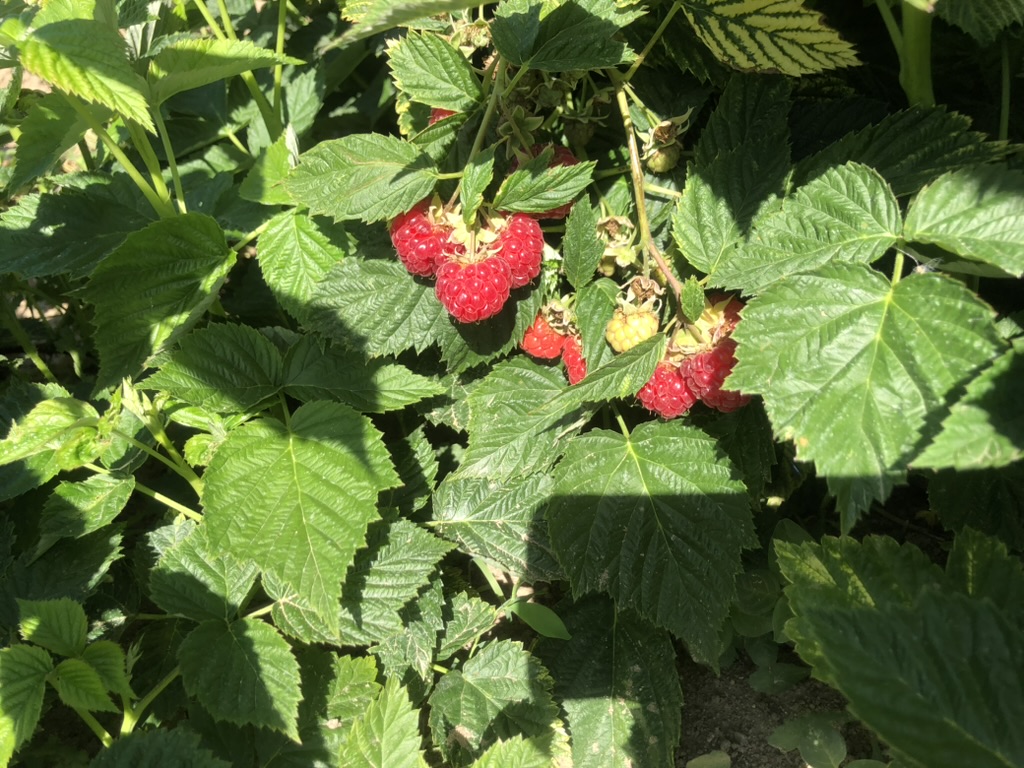 Image framboises