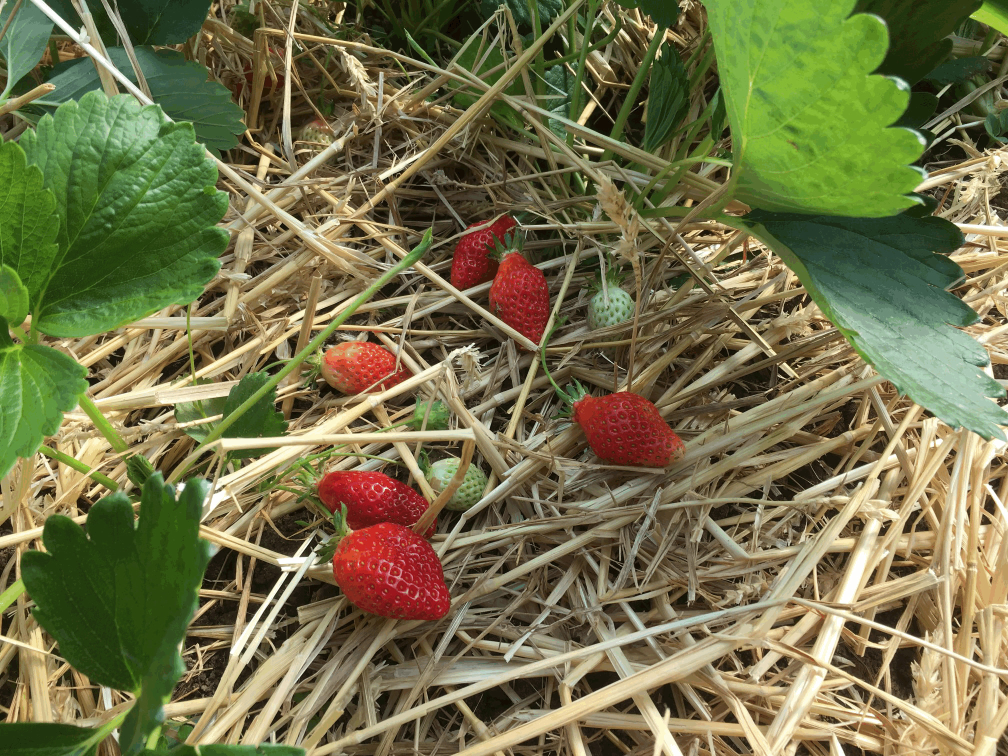 Image fraises