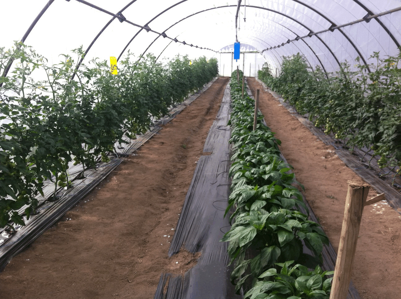 Image serre de tomate